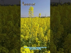 Schelp Gebroken pijnboompollenpoeder Vers Natuur Pale Yellow