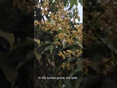 Natuurlijke bijenhoning