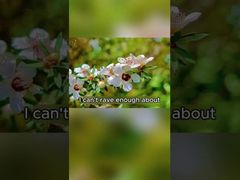 Natuurlijke Bijenhoning 250g Biologische Pure Rauwe Honing Manuka Honing uit Nieuw-Zeeland Natuurlijke Bijenhoning