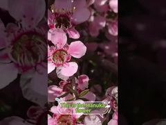 Manuka honing is niet alleen een zoetstof; het biedt tal van voordelen voor het lichaam