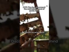 Natuurlijke hoge 10-HDA biologische verse koninklijke gelei Pure koninklijke gelei voor de gezondheidszorg