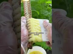 Als je de voordelen van koninginnengelei voor het menselijk lichaam kent, zul je het zeker lekker vinden.