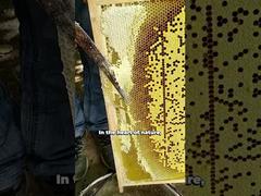 Bekijk Groothandel 100% Natuurlijke bijenhoning Pure Rauwe honing Hoge Kwaliteit Demo