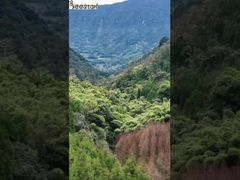 Take you to the deep mountain secret realm to search for the most ecological bee farm