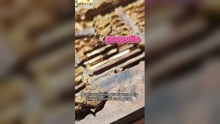 Weet jij hoe propolis, dat bekend staat als het ‘paarse goud’, wordt gewonnen?