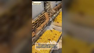 Weet jij hoe bijenpollen van de poten van een bij vallen?