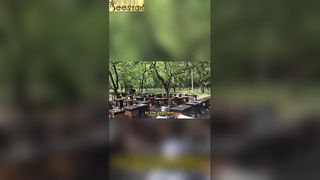 De bijenstal presenteert een scène van perfecte harmonie.