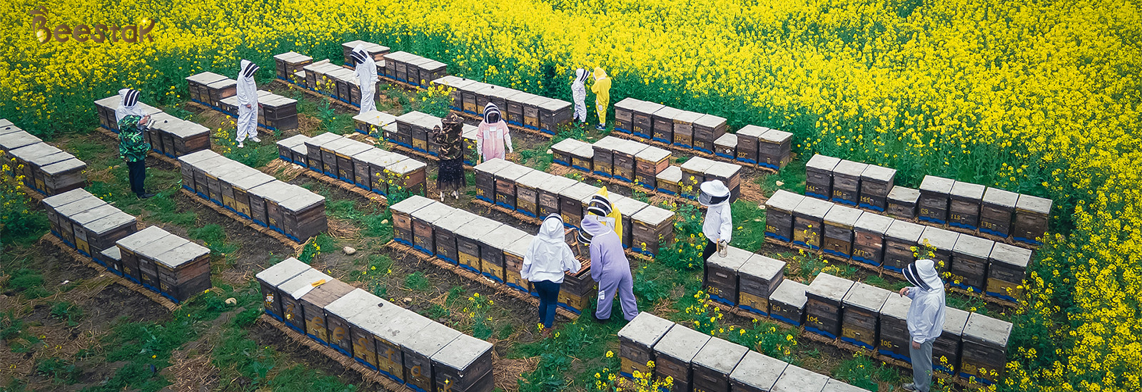 kwaliteit Rauwe Bijenpollen fabriek
