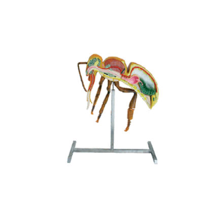 De Imkerijmateriaal 60cm van bijenteelthulpmiddelen 110cm de anatomiemodel van de Hoogtebij